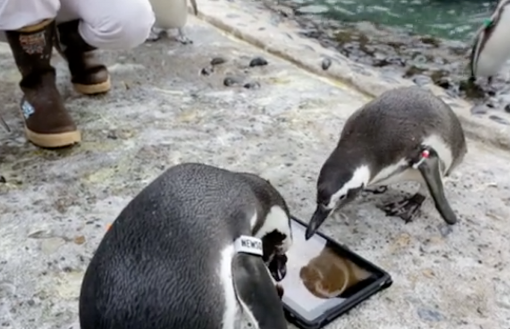 Penguins Playing With iPads